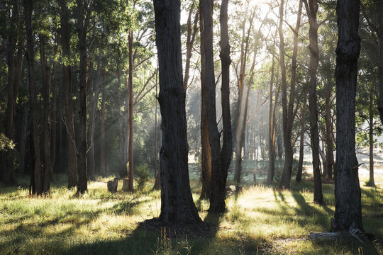 Morning Light