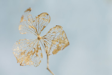 Fading away golden hydrangea dried flower close up