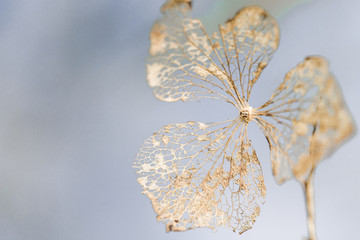 Golden withered hydrangea flower on pale blue