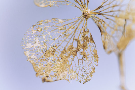 Lace like petal of dried hydrangea flower