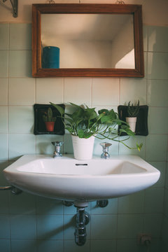 Vintage sink decorated with plants