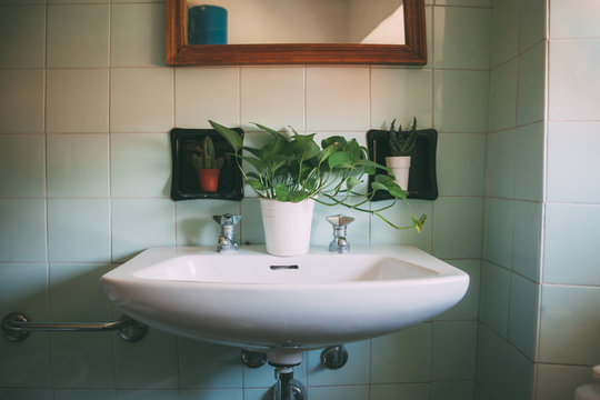 Vintage sink decorated with plants