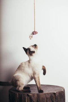 Beautiful siamese kitten playing