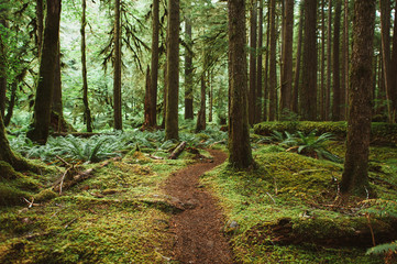 Olympic National Park Trail in Washington