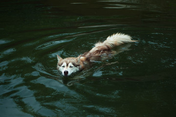 Siberian husky swimming 
