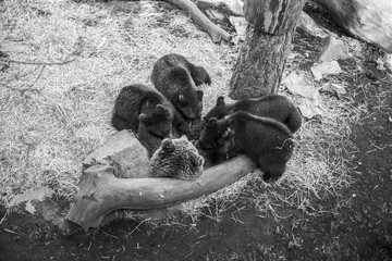 madre oso y oseznos © Eduardo