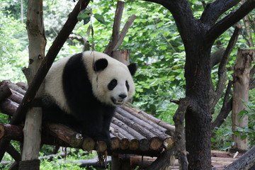 Playful Panda on the Wood Structure, Chengdu, China