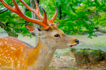 Close up of wild deers in Nara, this city is a major tourism destination in Japan - former capita city and currently UNESCO World Heritage Site