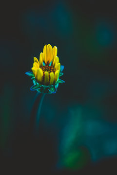 Rudbeckia bud