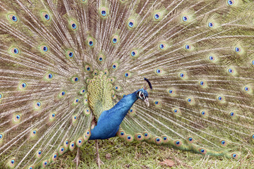 Obraz premium peacock