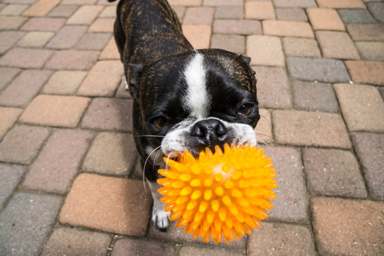 Bruce the Boston Terrier/Pug at play