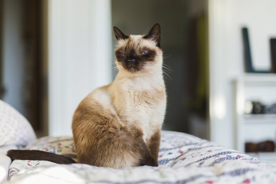SIamese cat sits with funny face on quilt in bedroom