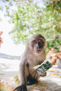 scared monkey with watermelon peels looking at camera