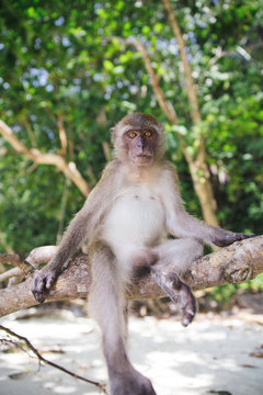 Portrait of monkey with yellow eyes on tree branch