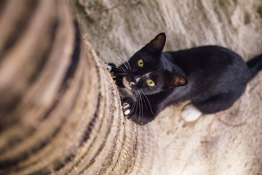 close-up of cat sharpening its claws on tree trunk