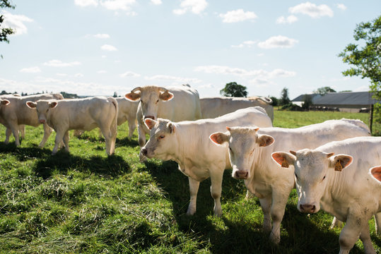 cows in green field
