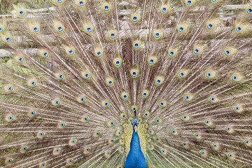 Obraz premium peacock
