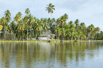 Obraz premium Lots of coconut trees by the lake. Reflection.