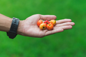 Handful of fruits (Barbados or Thai cherry) on a palm of Asian (Thai) man. Concept of fruitarianism, raw foodism, diet. Concept of offer, proposal, gift, care. Green background