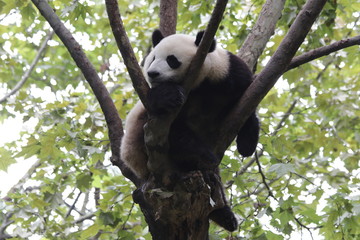 Sleeping Panda on the Tree, Chengdu, China