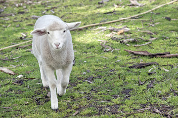 lamb