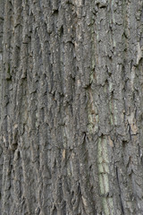 Fototapeta premium baum rinde hintergrund struktur