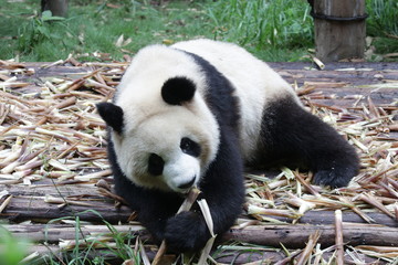 Obraz na płótnie Canvas Giant Panda Cub is Happy on Eating Bamboo Shoots, Chengdu, China