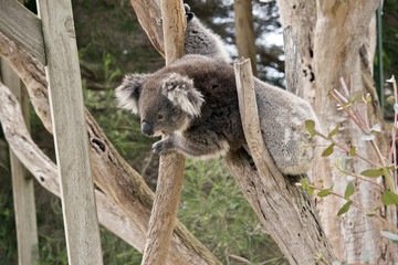 koala