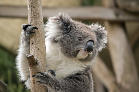 koala