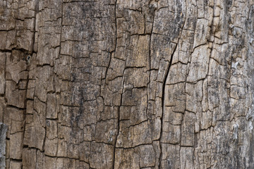 baum rinde hintergrund struktur