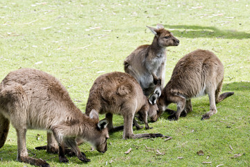 kangaroo-Island kangaroos