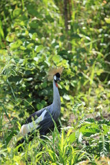 Crested Crane, Uganda