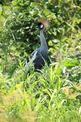 Crested Crane, Uganda