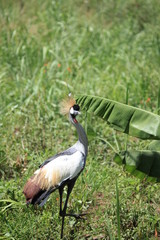 Crested Crane, Uganda
