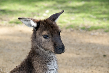 kangaroo-Island kangaroo