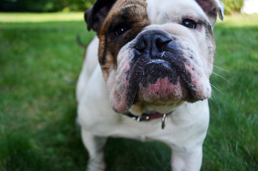 White and brown bulldog 