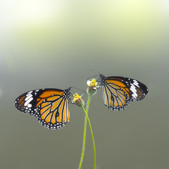 Colorful butterflies  (The Common Tiger)