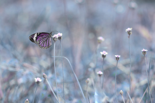 Fototapeta Colorful butterfly  (The Common Tiger)