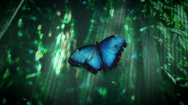 4k Close-up Butterfly Blue Morpho