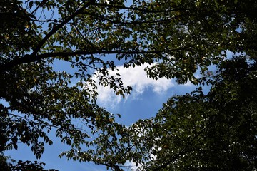 秋の雲