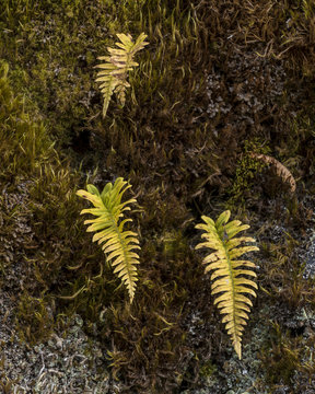 Aging Liquorice Ferns On Club Moss