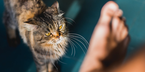 Cat vs human. Angry cat aggressively looks at a bare foot. Tabby male cat with yellow eyes, long...