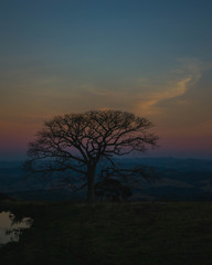 Obraz na płótnie Canvas Tree Silhouette