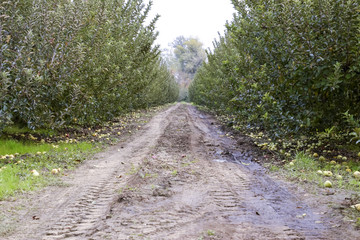 Fototapeta na wymiar Apple orchard. Rows of trees and the fruit of the ground under t