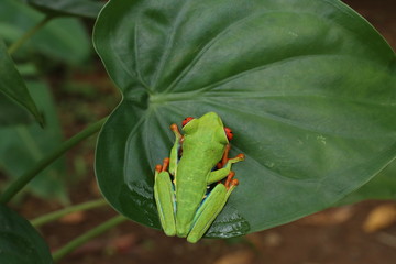 Red Eyed Tree Frog or Green Tree Frog