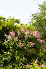Lagerstroemia, floribunda.
