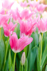 Beautiful bouquet of tulips. colorful tulips. tulips in spring, colourful tulip