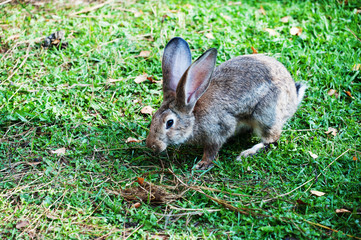 Rabbits run on the grass