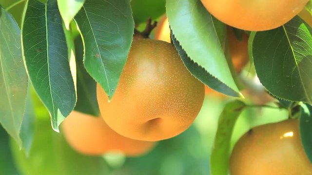Pear hanging on a branch of pear tree.