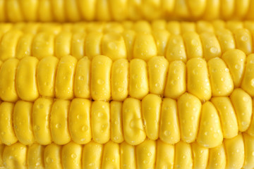 Bright yellow corn cob, closeup